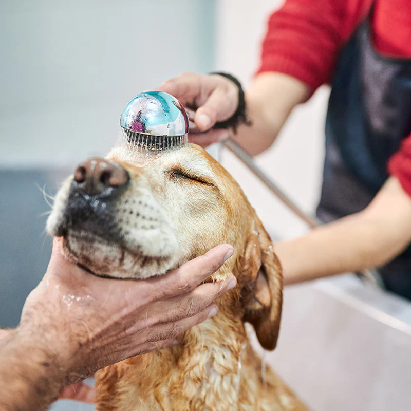 A Fresh Start (For a Shelter Dog)
