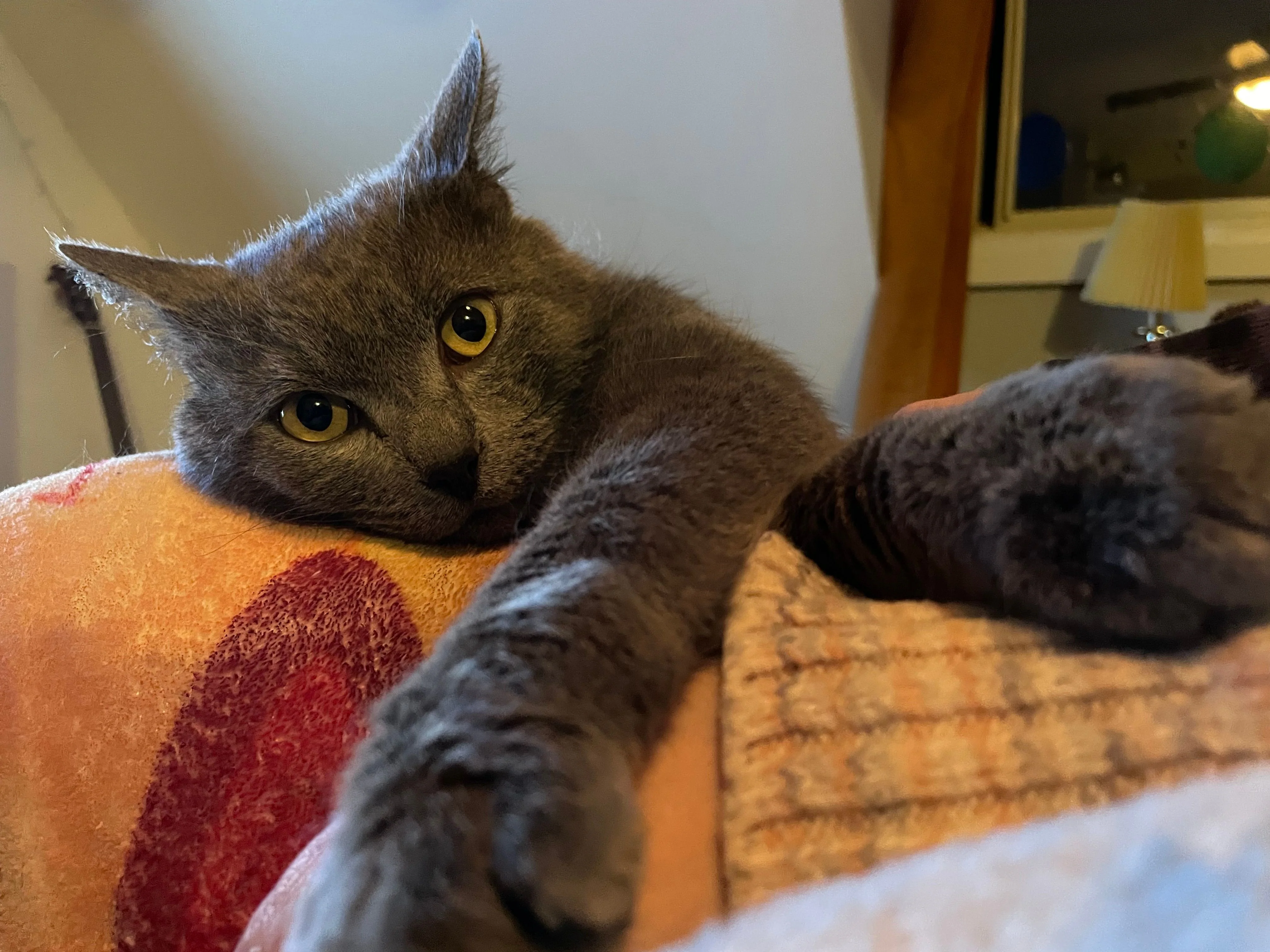 Cuddles - Image 4