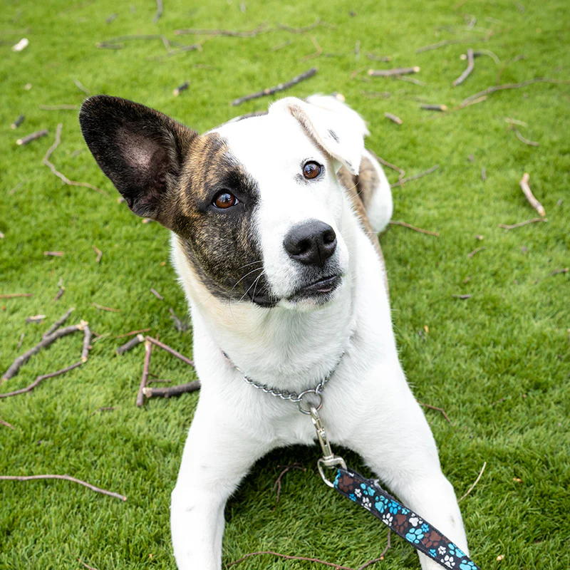 Sponsor a Dog Spay