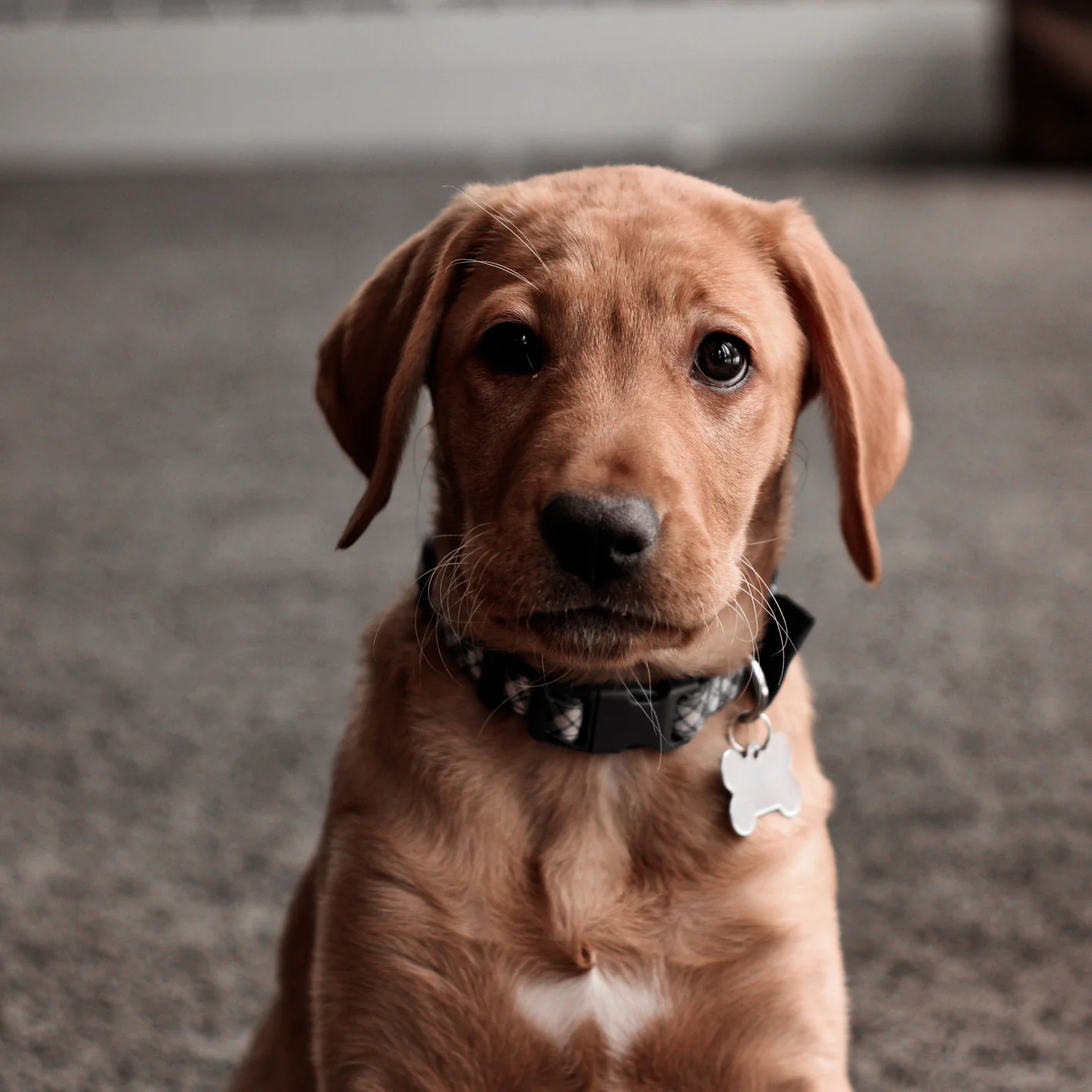 First Collar and Leash