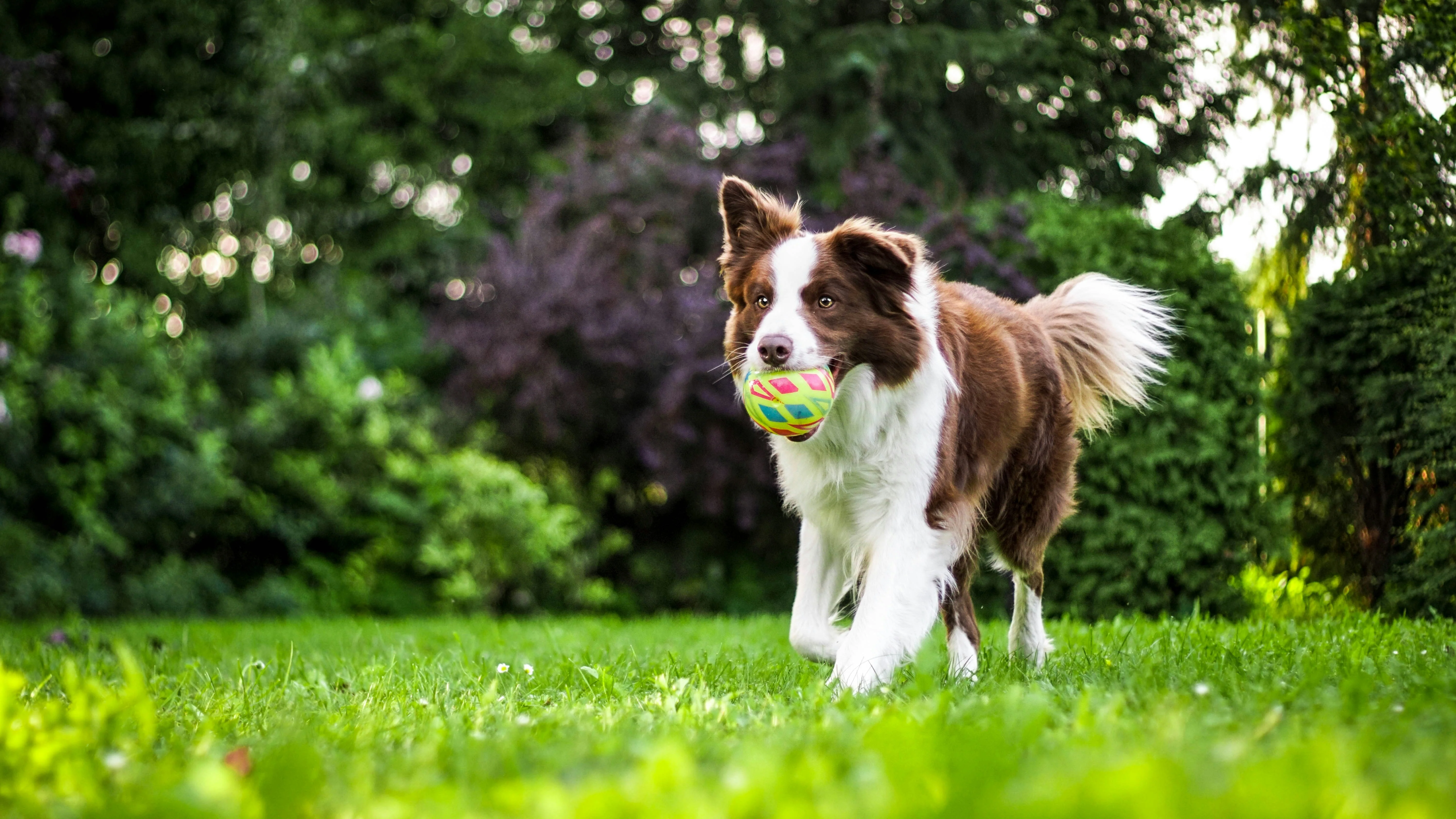 K9 Principles Dog Training - Image 7