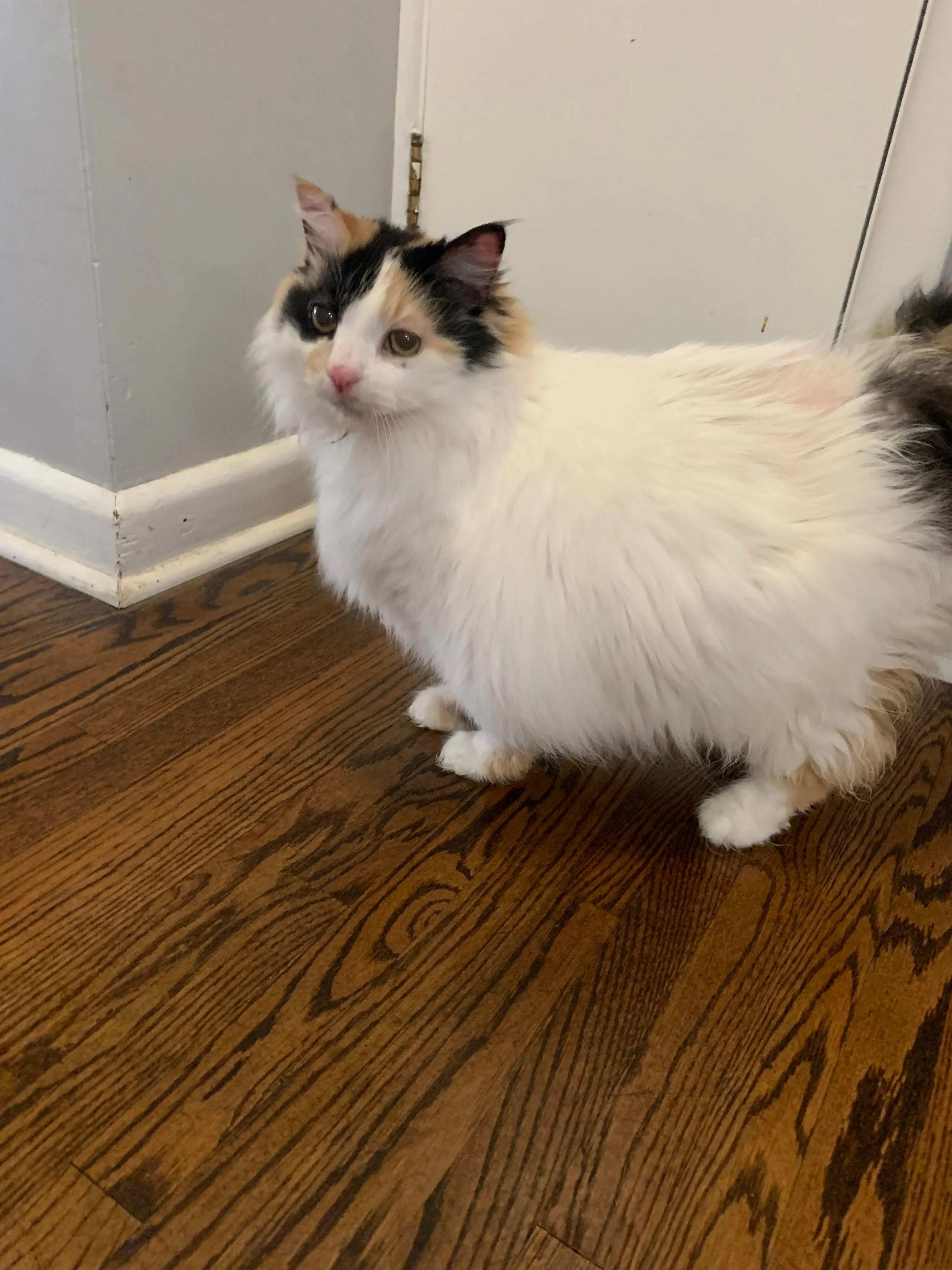 Louise