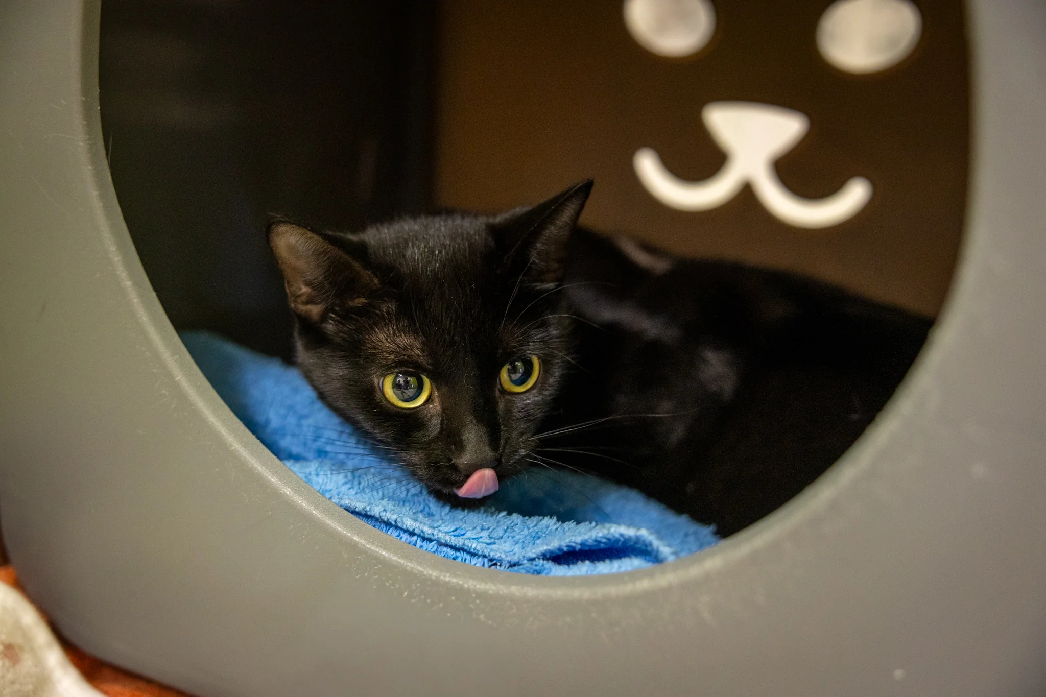 Lucy - Image 5