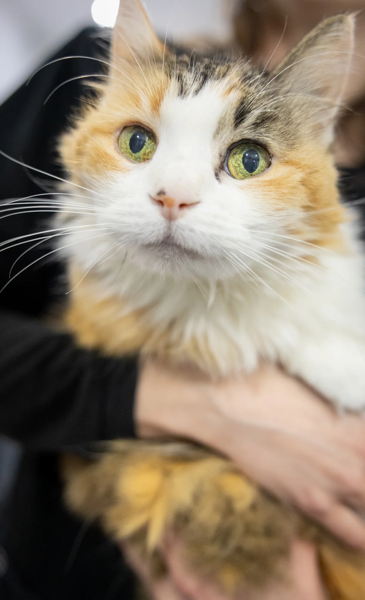 Mabel - Image 2