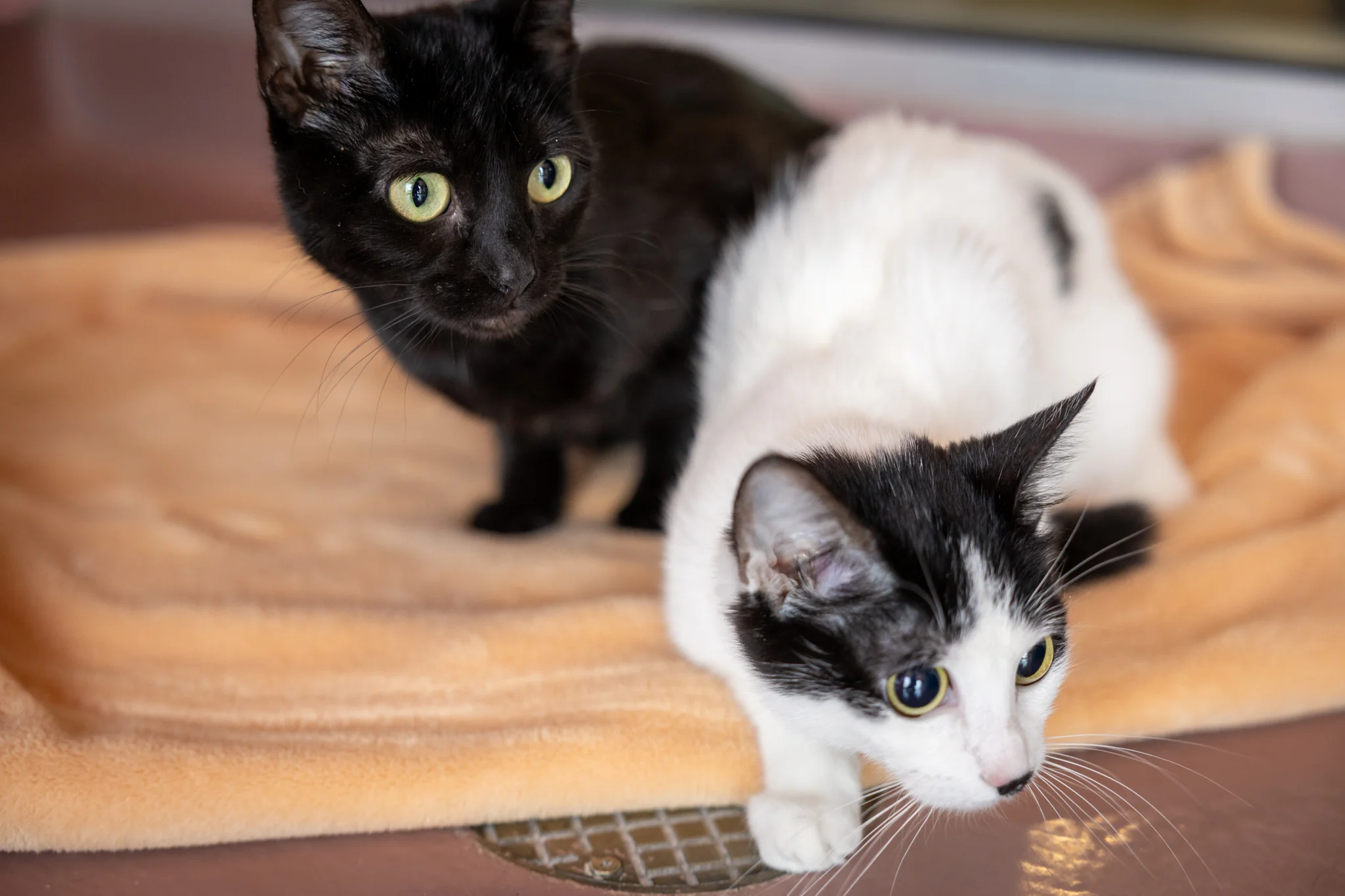 Money & Maze (Bonded Pair) - Image 4