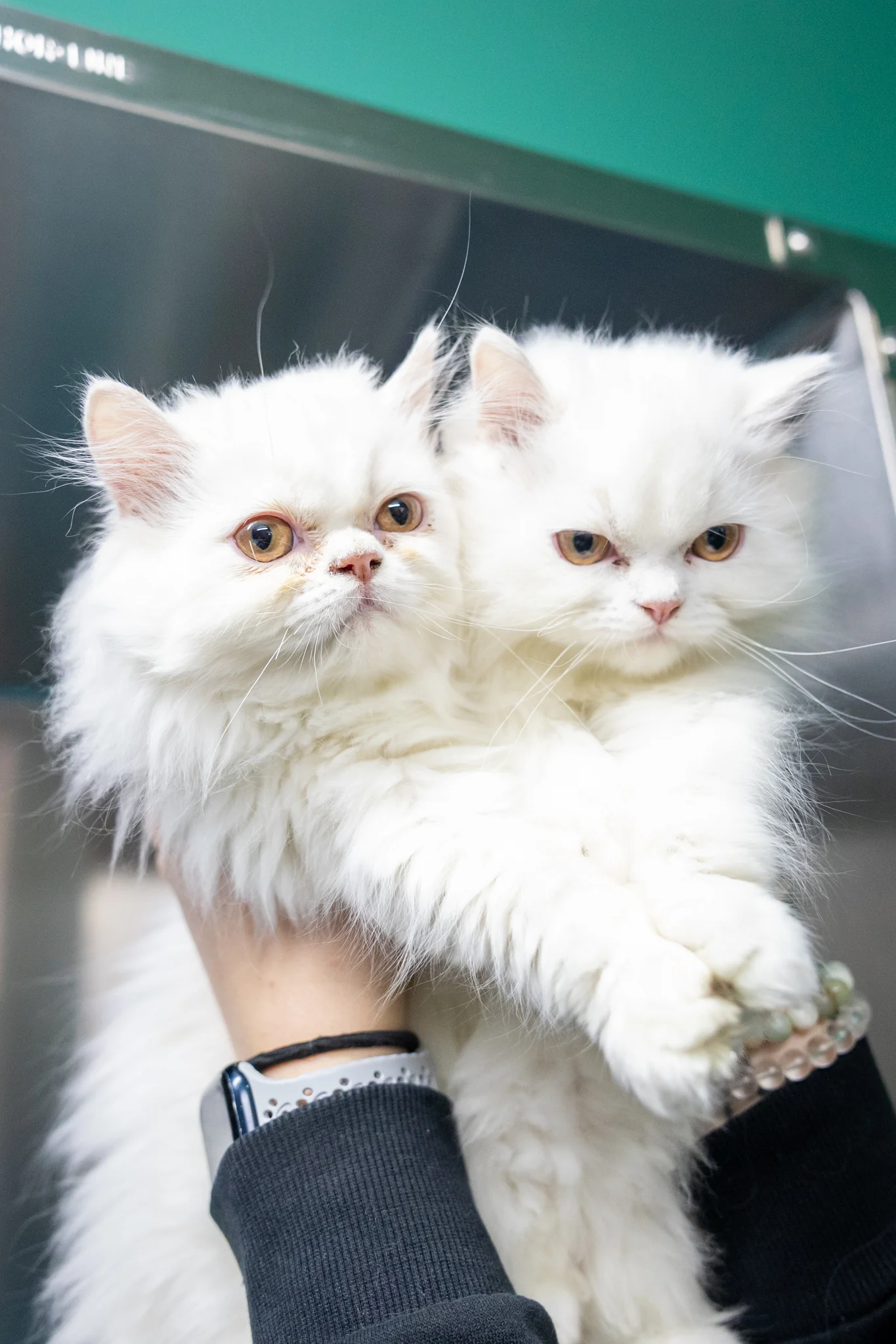 Opal & Pearl (Bonded Pair)