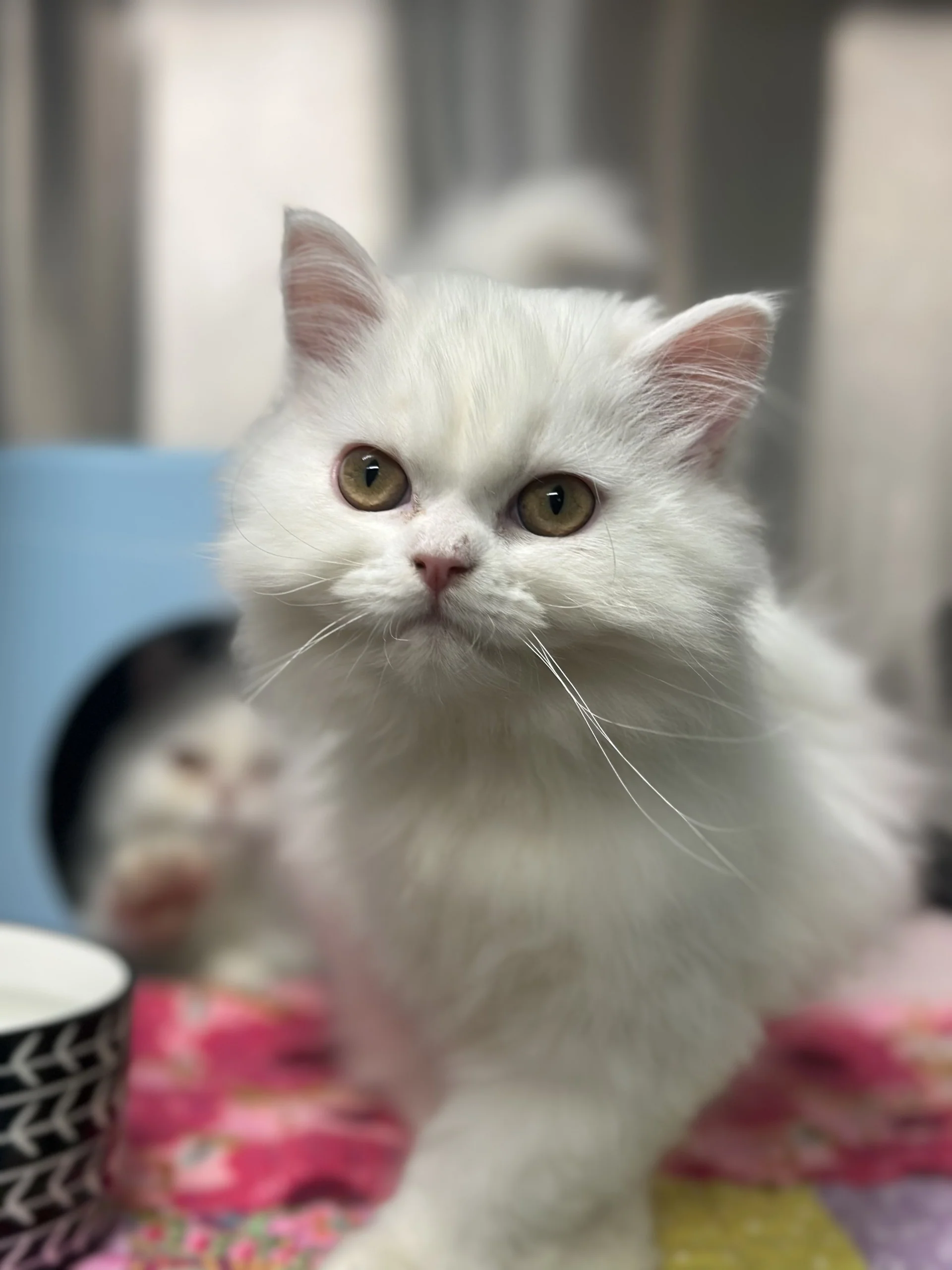 Opal & Pearl (Bonded Pair) - Image 10