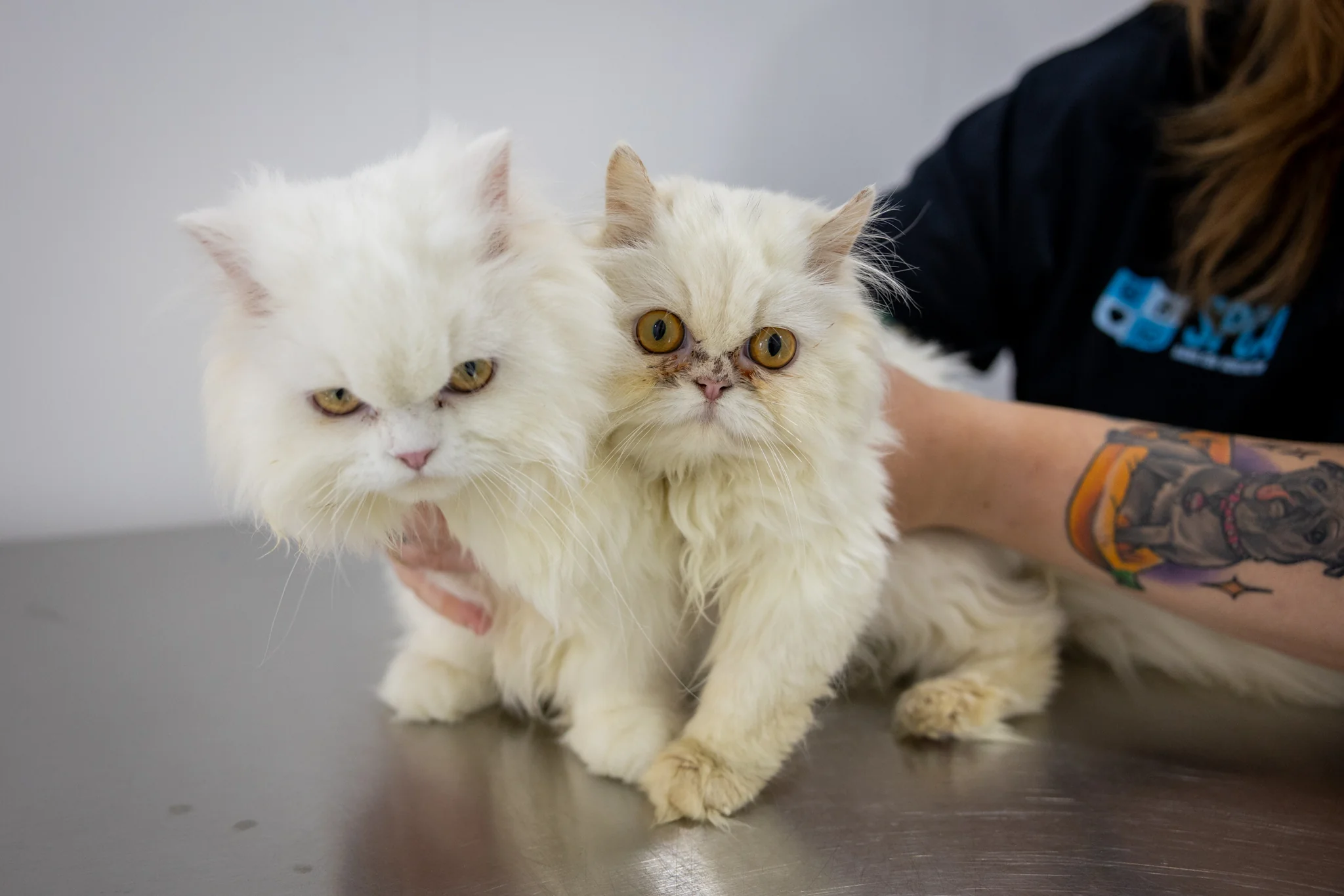 Opal & Pearl (Bonded Pair) - Image 11