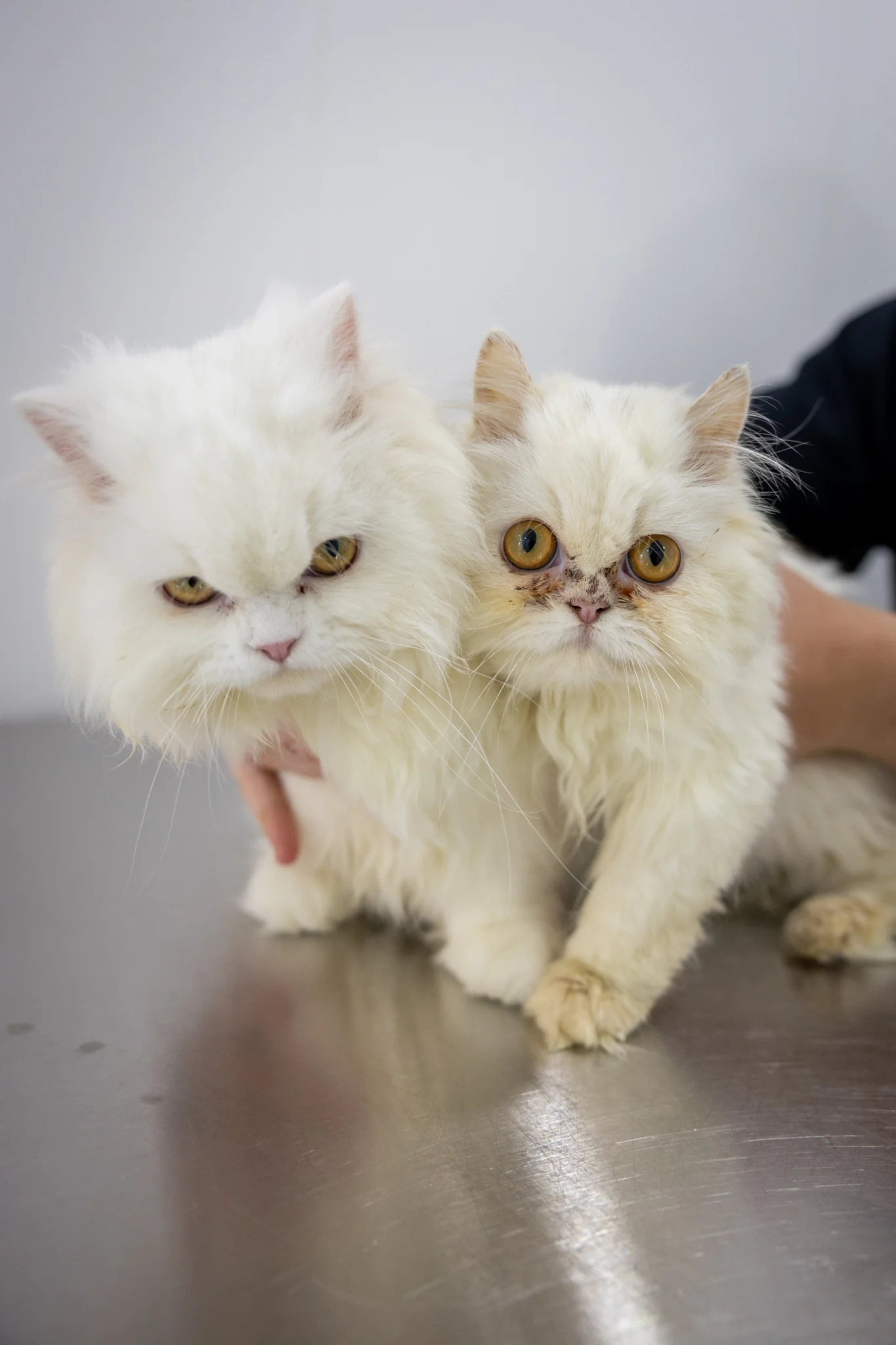 Opal & Pearl (Bonded Pair) - Image 12