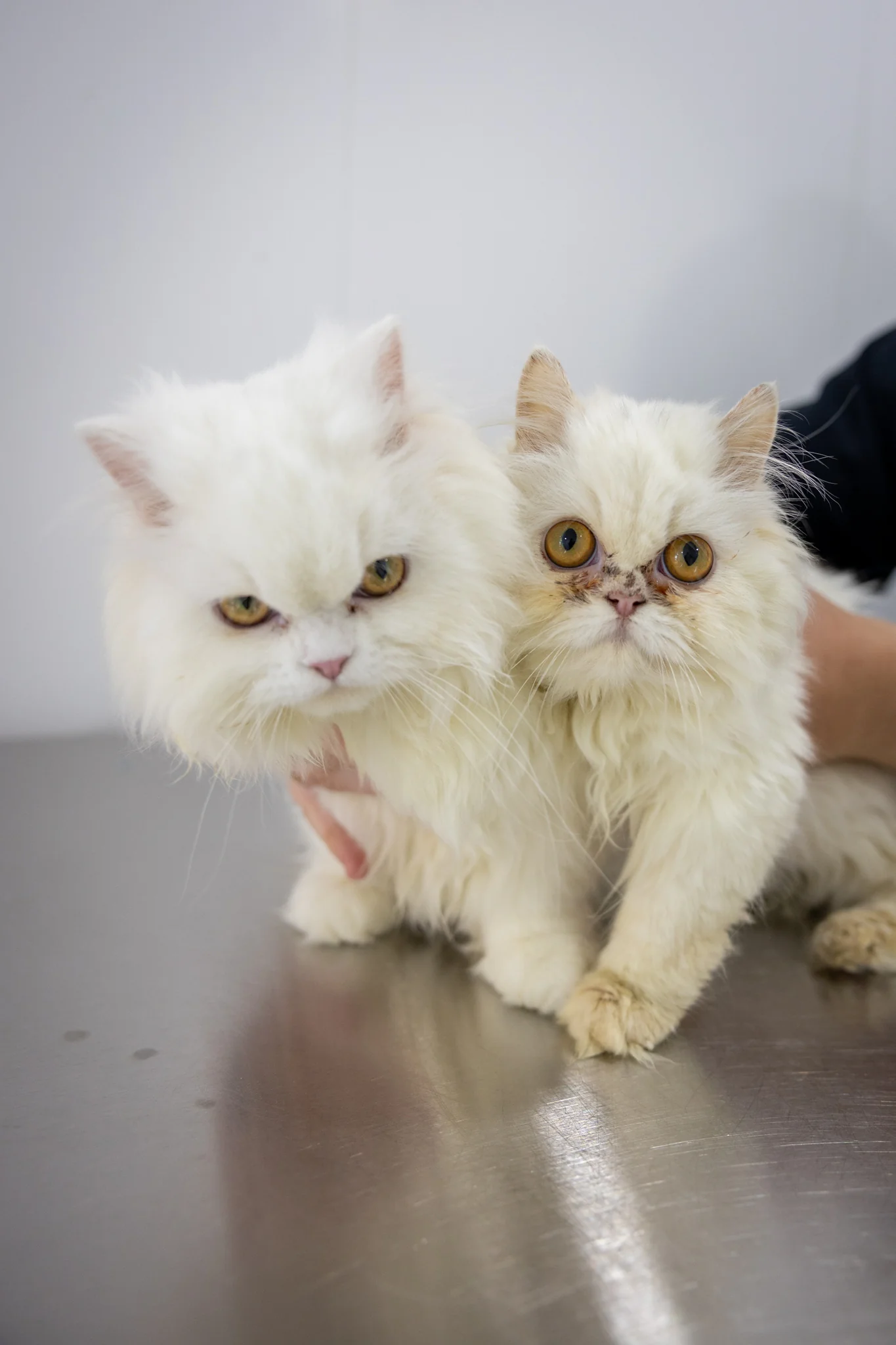 Opal & Pearl (Bonded Pair) - Image 2