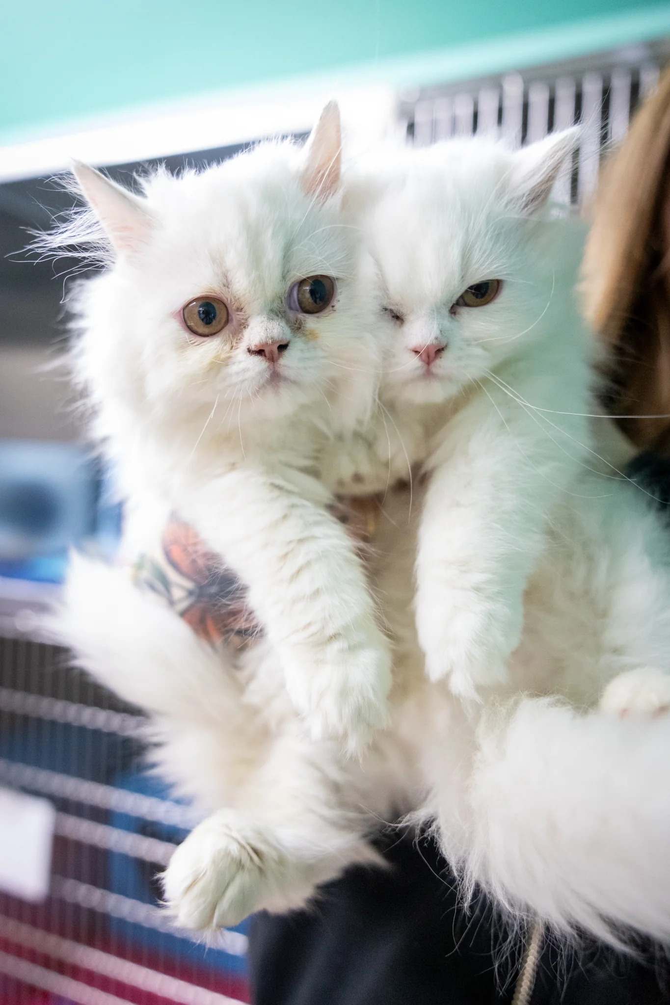 Opal & Pearl (Bonded Pair) - Image 3