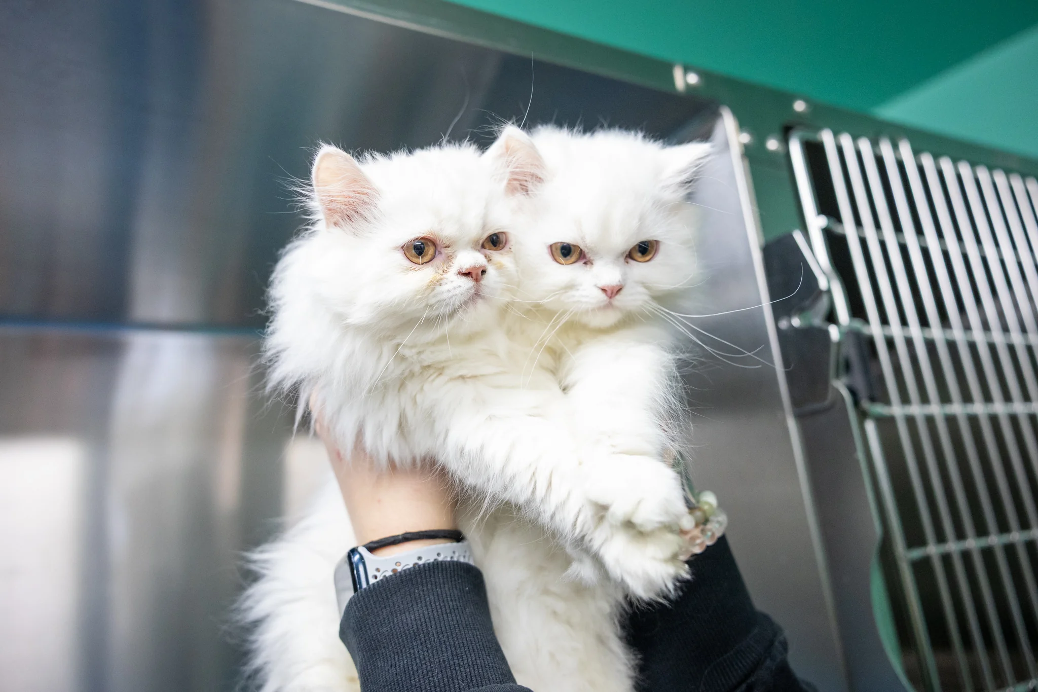 Opal & Pearl (Bonded Pair) - Image 4