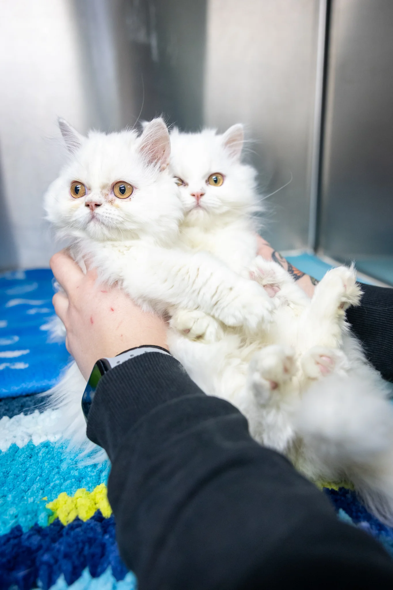 Opal & Pearl (Bonded Pair) - Image 5