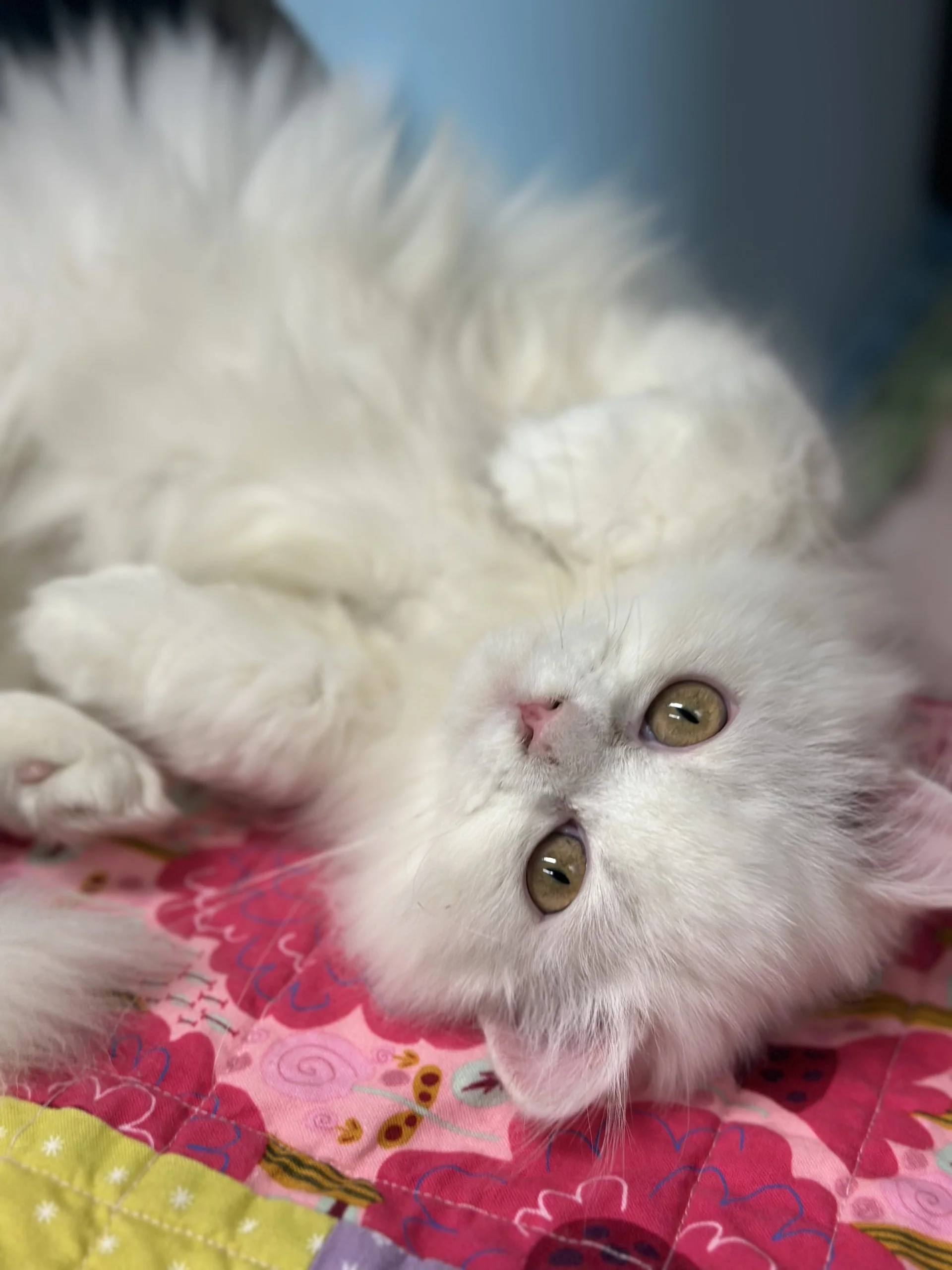Opal & Pearl (Bonded Pair) - Image 8