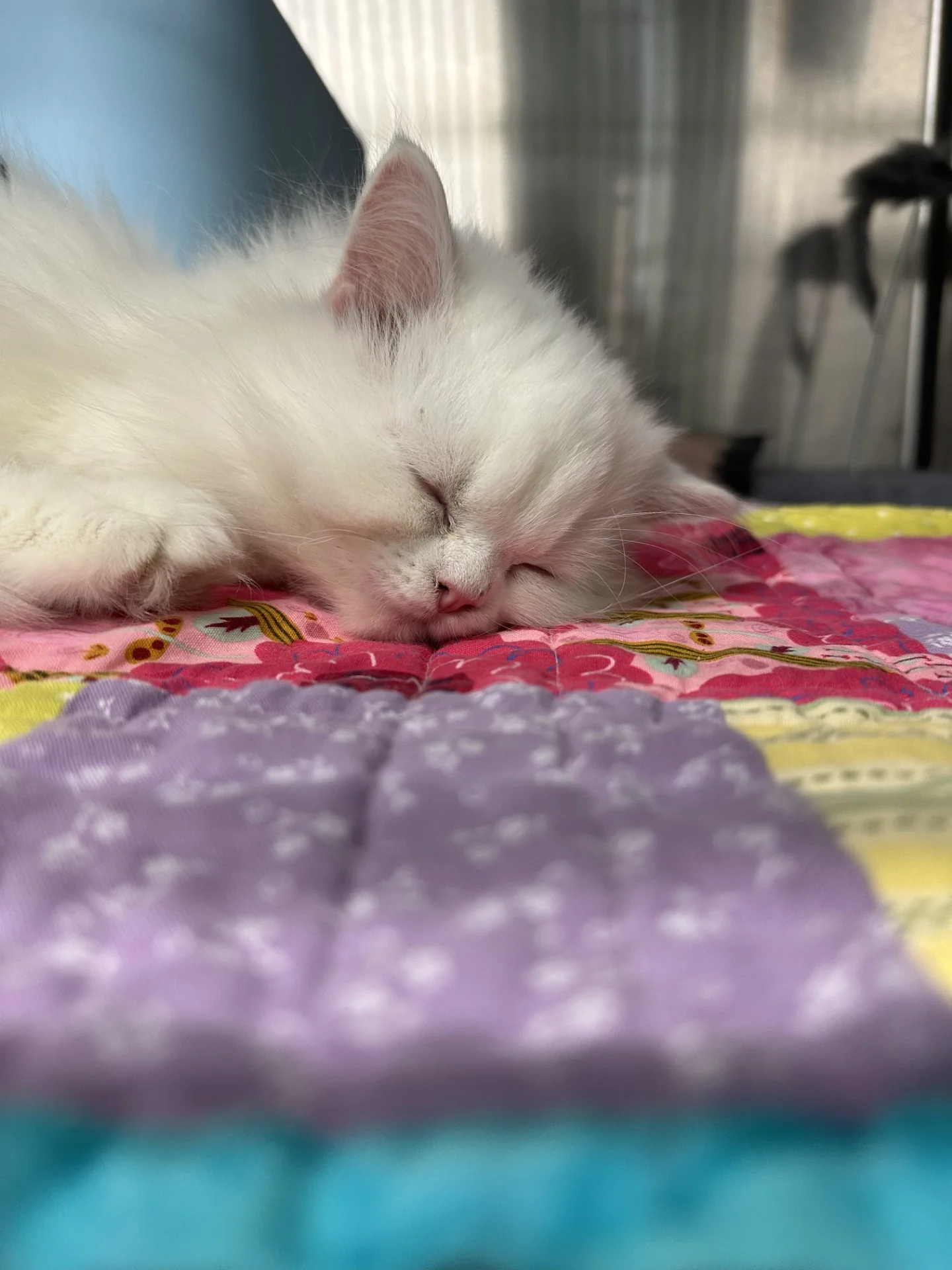 Opal & Pearl (Bonded Pair) - Image 9