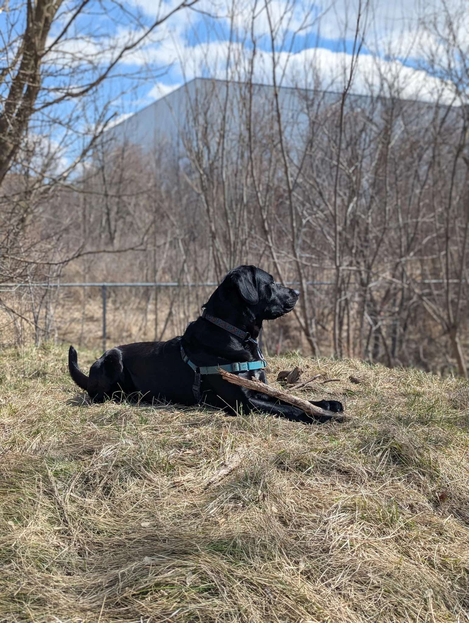 Phoebe - Image 4